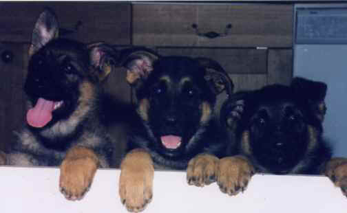 PUPS age 8 weeks.jpg (10724 bytes)